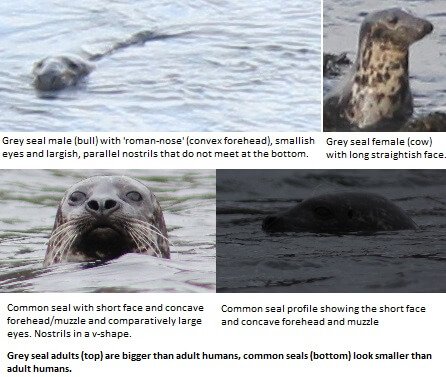 Grey seal and common seal comparison