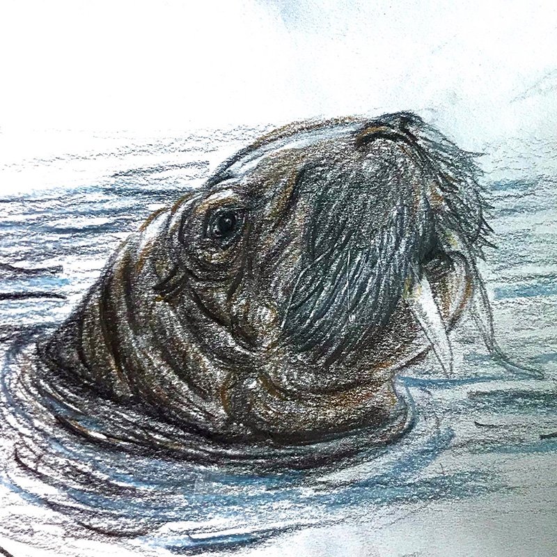 Walrus sketch by Ben Hughes