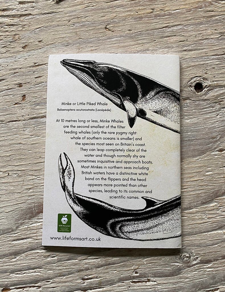 The minke whale pocket notebook