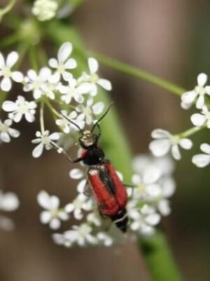 scarlet malachite beetle