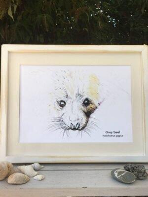 seal pup art print