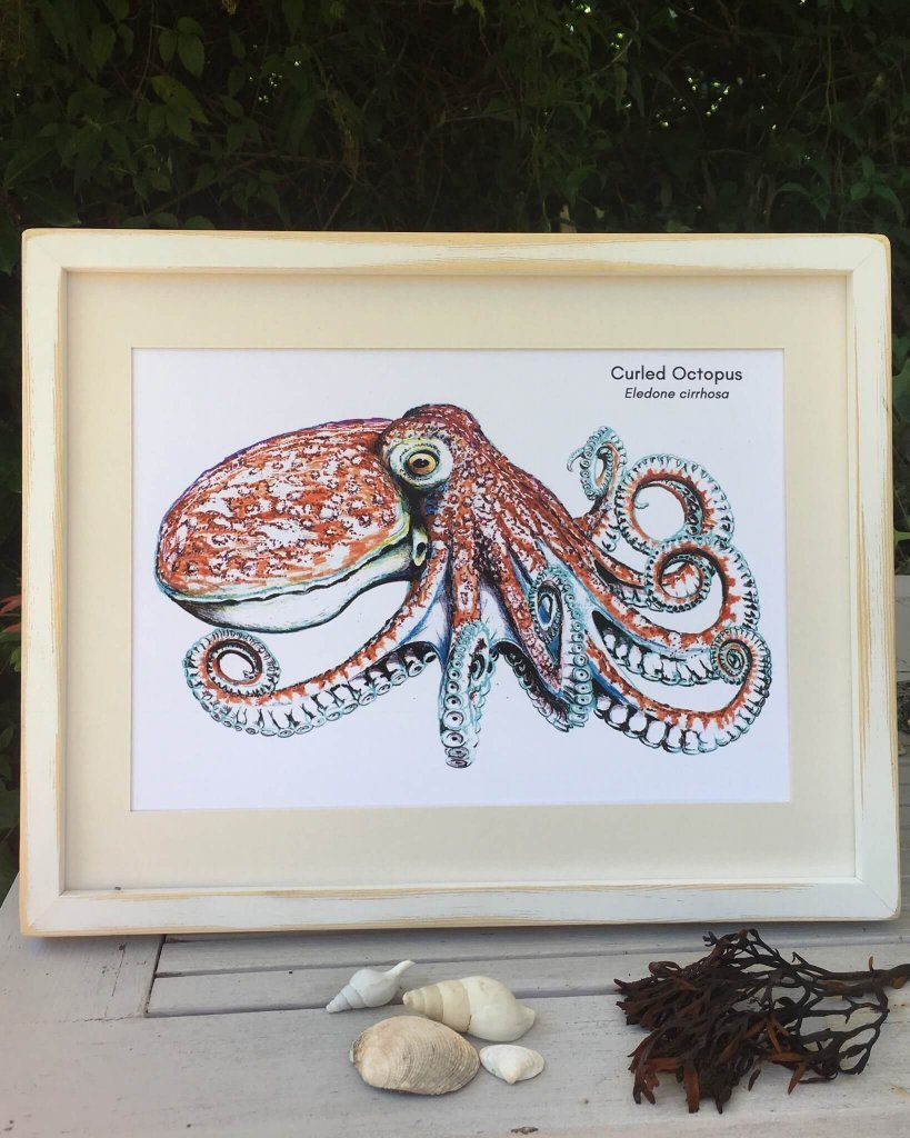 Octopus Art Print - Lifeforms Art