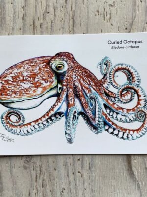 curled octopus print