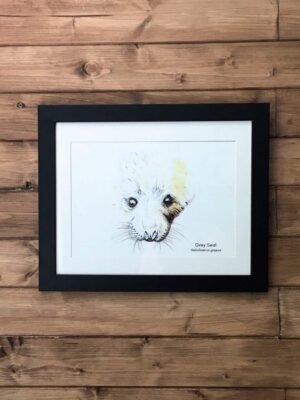 seal pup art print