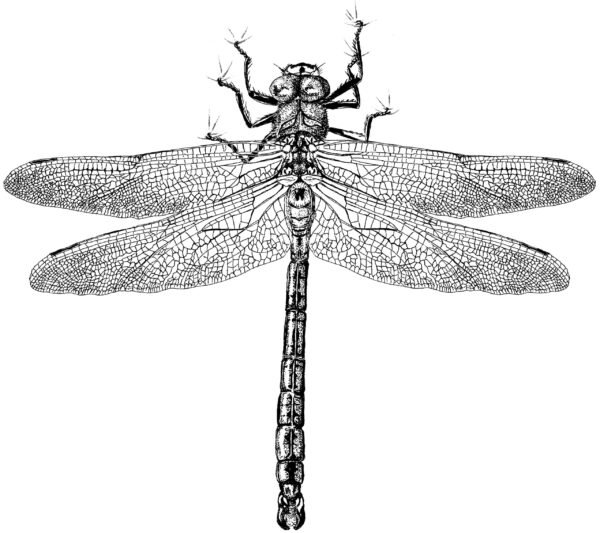 dragonfly T-shirt