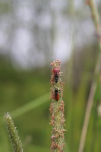 scarlet malachite beetle