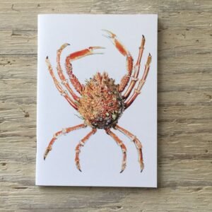Spider crab pocket notebook