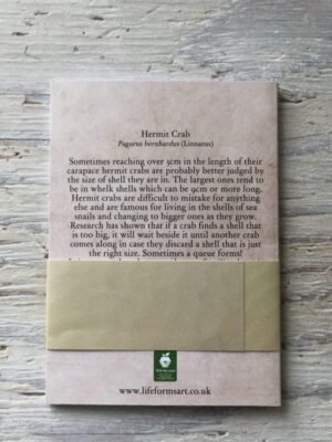 hermit crab pocket notebook