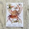 Crabs Galore Art Print