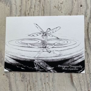 Dragonfly Reflection Art Print
