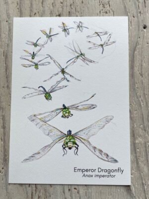 Emperor Dragonfly Flight Art Print