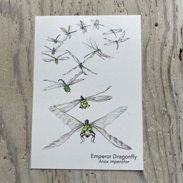 Emperor Dragonfly Flight Art Print