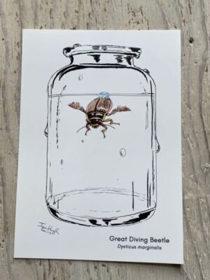 Great Diving Beetle Art Print