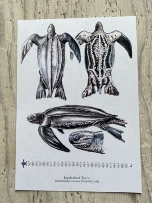 Leatherback Turtle Art Print