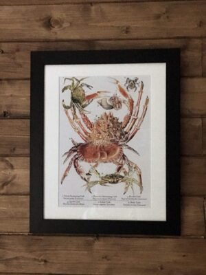 crabs art print