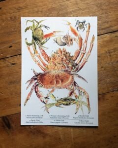 crabs art print