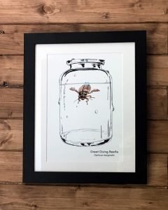 diving beetle art print