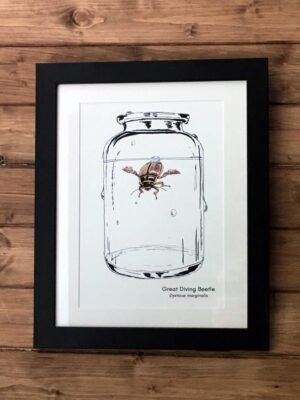 diving beetle art print