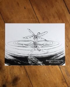 dragonfly reflection art print