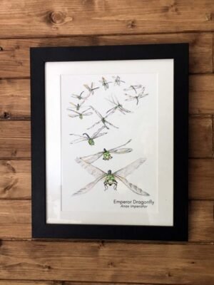 dragonfly flight art print