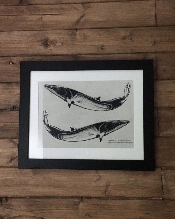 minke whale art print