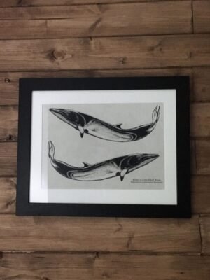 minke whale art print