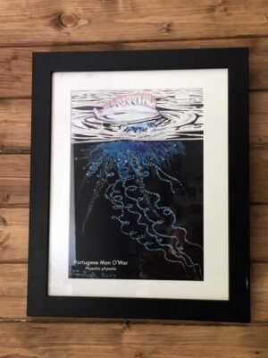 Portuguese man o'war art print