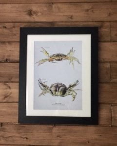 shore crab art print