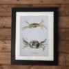 shore crab art print
