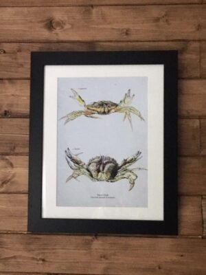 shore crab art print