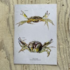 shore crab print