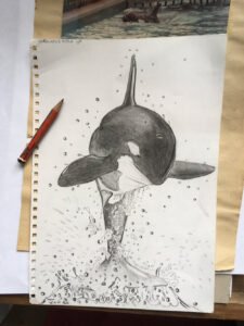 orca drawing