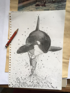 a tribute to orcas