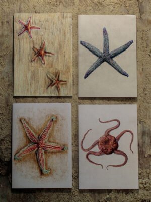 Echinoderms pocket notebook gift box.