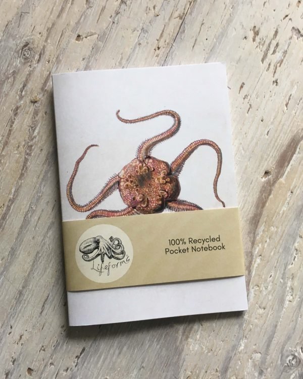sand brittle star pocket notebook