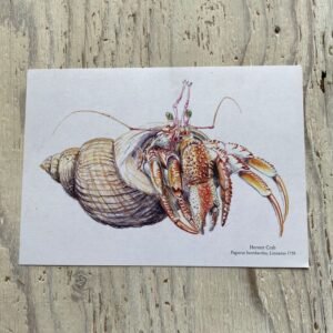 Hermit Crab Art Print