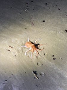 Octopus rescue