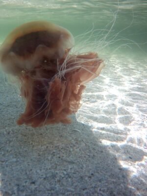 lions mane jellyfish