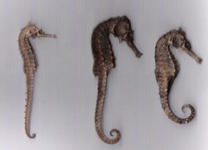 confiscated seahorses