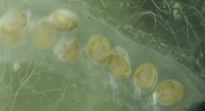 glutinous snail eggs