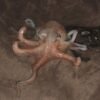 lifeforms art octopus