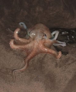 lifeforms art octopus