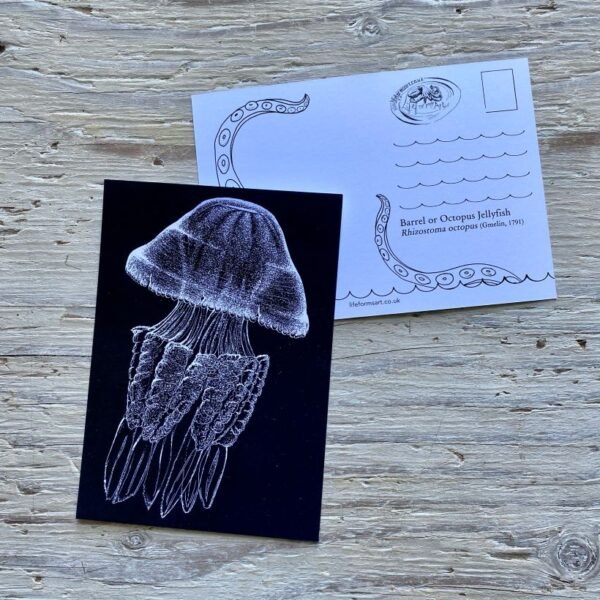 barrel jellyfish postcard