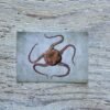sand brittle star postcard