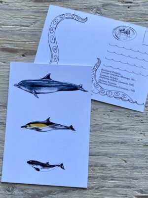 cetaceans postcard