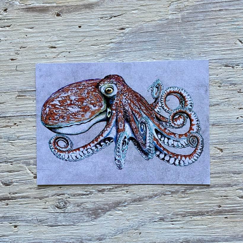 Curled Octopus Postcard Lifeforms Art