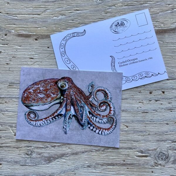 curled octopus postcard