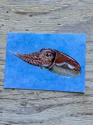 little Atlantic cuttlefish postcard