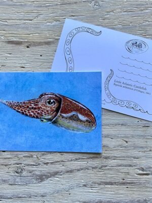 little Atlantic cuttlefish postcard