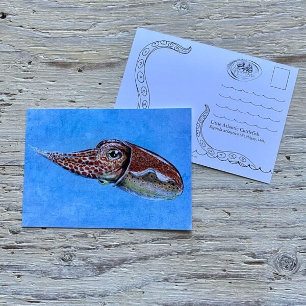 little Atlantic cuttlefish postcard
